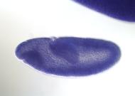 IP01330