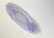 GH12359