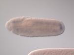 GH28062-a