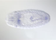 CG3619-cm