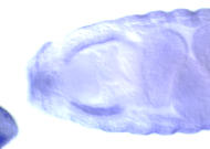RE13301