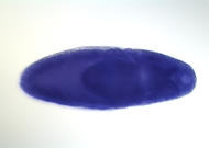 RE07731