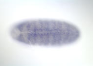 GH16240-dg