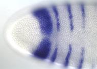 GH04704-dg
