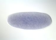 LP09632-dg