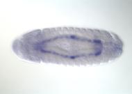 GH01813-dg