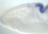 PC00204