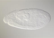 GH26238