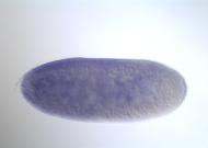 PC00490