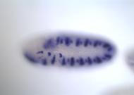 GH19318-rd
