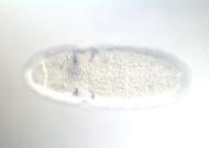 IP08853