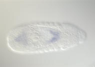GH07959