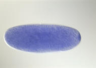 GH05923