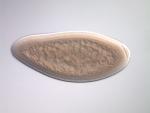 GH27221-AU