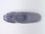 FI06021