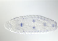 GH05582-tf