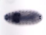 GH09280