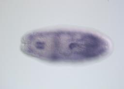 FI03887