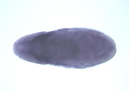 FI16529