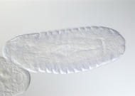 LD05592-tf