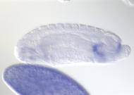 CG3619-cm