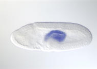CG1447-cm