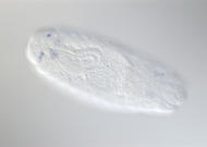 CG9876-cm