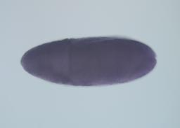 LP02696