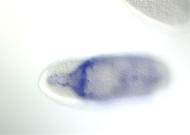 RE12242