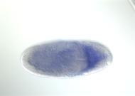 RE12569