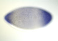 RE08706