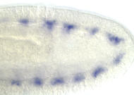 RE09129