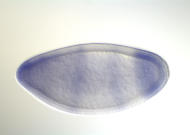 HL01913