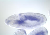 CG7841-cm