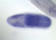 GH13824-dg