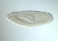 CG6921-cm