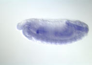 GH24702-dg