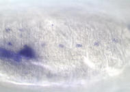 GH09241-dg