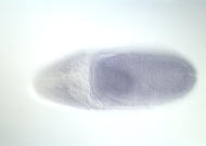 GH04666-dg
