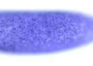 CG1962-cm