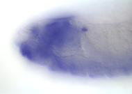 SD09738-dg