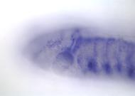 GH20978-dg