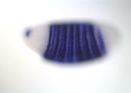 GH22686-dg