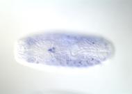 GH13461-dg