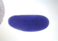 GH27656-dg