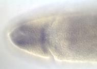 PC00427